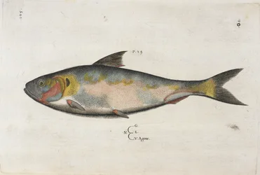 Agone, kuvitus teoksesta "Aquatilium Animalium Historiæ liber primus", kirjoittanut Ippolito Salviani