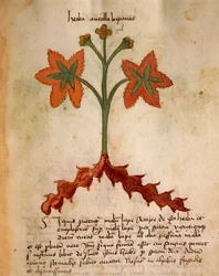 Antollas Lupanas