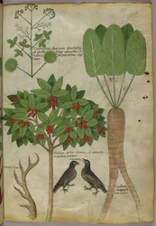 Kasvitieteellinen kuva kasveista ja linnuista, n. 1440 (muste ja väri paperille