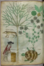 Kasvitieteellinen ja eläinkuvitus kasveista, kilpikonnasta, ihmisestä ja toisesta eläimestä, noin 1440 (tussi ja väri pergamentille).