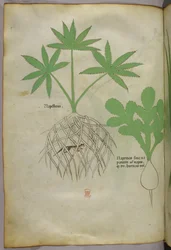 Kasvitieteellinen kuvitus, noin 1440 (tussi ja väri pergamentille).