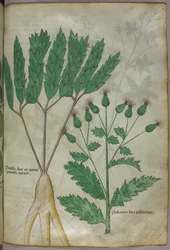 Kasvitieteellinen kuvitus, noin 1440 (tussi ja väri pergamentille).