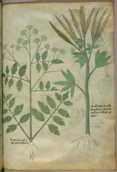 Kasvitieteellinen kuvitus, noin 1440 (tussi ja väri pergamentille).