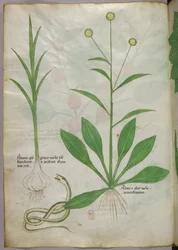 Kasvitieteellinen kuvitus, noin 1440 (tussi ja väri pergamentille).