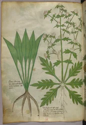 Kasvitieteellinen kuvitus, noin 1440 (tussi ja väri pergamentille).
