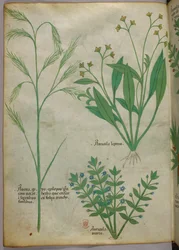 Kasvitieteellinen kuvitus, noin 1440 (tussi ja väri pergamentille).
