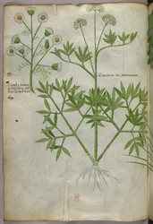Kasvitieteellinen kuvitus, noin 1440 (tussi ja väri pergamentille).