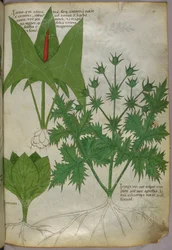 Kasvitieteellinen kuvitus, noin 1440 (tussi ja väri pergamentille).