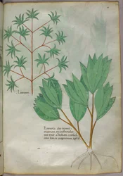 Kasvitieteellinen kuvitus, noin 1440 (tussi ja väri pergamentille).