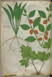 Kasvitieteellinen kuvitus, noin 1440 (tussi ja väri pergamentille).