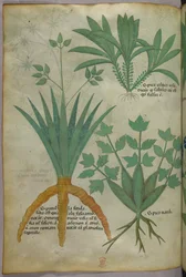 Kasvitieteellinen kuvitus, noin 1440 (tussi ja väri pergamentille).