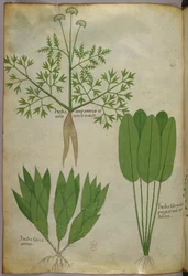Kasvitieteellinen kuvitus, noin 1440 (tussi ja väri pergamentille).