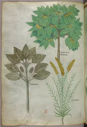 Kasvitieteellinen kuvitus, noin 1440 (tussi ja väri pergamentille).