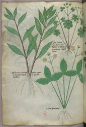 Kasvitieteellinen kuvitus, noin 1440 (tussi ja väri pergamentille).
