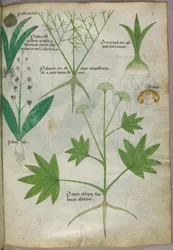 Kasvitieteellinen kuvitus, noin 1440 (tussi ja väri pergamentille).