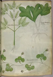 Kasvitieteellinen kuvitus, noin 1440 (tussi ja väri pergamentille).