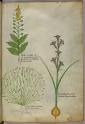 Kasvitieteellinen kuvitus, noin 1440 (tussi ja väri pergamentille).