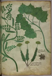 Kasvitieteellinen kuvitus, noin 1440 (tussi ja väri pergamentille).