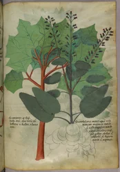 Kasvitieteellinen kuvitus, noin 1440 (tussi ja väri pergamentille).