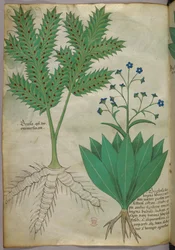 Kasvitieteellinen kuvitus, noin 1440 (tussi ja väri pergamentille).