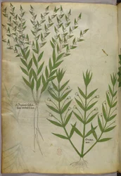 Kasvitieteellinen kuvitus, noin 1440 (tussi ja väri pergamentille).