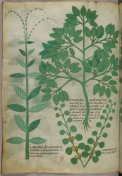 Kasvitieteellinen kuvitus, noin 1440 (tussi ja väri pergamentille).
