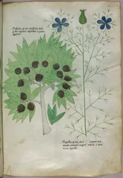 Kasvitieteellinen kuvitus, noin 1440 (tussi ja väri pergamentille).