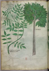 Kasvitieteellinen kuvitus, noin 1440 (tussi ja väri pergamentille).