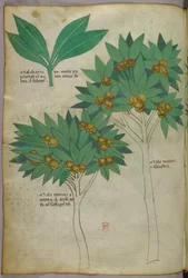 Kasvitieteellinen kuvitus, noin 1440 (tussi ja väri pergamentille).