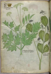 Kasvitieteellinen kuvitus, noin 1440 (tussi ja väri pergamentille).