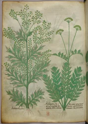 Kasvitieteellinen kuvitus, noin 1440 (tussi ja väri pergamentille).