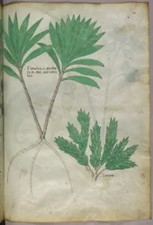 Kasvitieteellinen kuvitus, noin 1440 (tussi ja väri pergamentille).