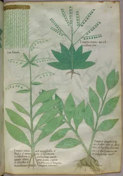 Kasvitieteellinen kuvitus, noin 1440 (tussi ja väri pergamentille).