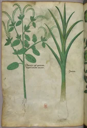 Kasvitieteellinen kuvitus, noin 1440 (tussi ja väri pergamentille).