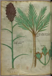 Kasvitieteellinen kuvitus, noin 1440 (tussi ja väri pergamentille).