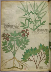 Kasvitieteellinen kuvitus, noin 1440 (tussi ja väri pergamentille).