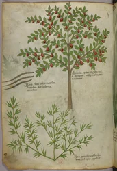 Kasvitieteellinen kuvitus, noin 1440 (tussi ja väri pergamentille).