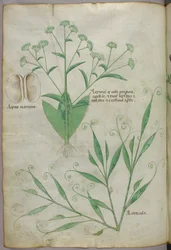 Kasvitieteellinen kuvitus, noin 1440 (tussi ja väri pergamentille).