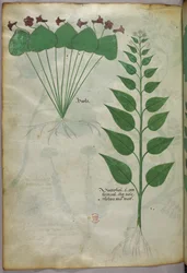 Kasvitieteellinen kuvitus, noin 1440 (tussi ja väri pergamentille).
