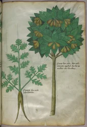 Kasvitieteellinen kuvitus, noin 1440 (tussi ja väri pergamentille).