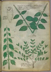 Kasvitieteellinen kuvitus, noin 1440 (tussi ja väri pergamentille).
