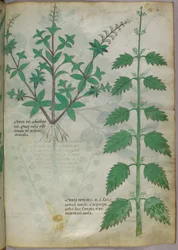 Kasvitieteellinen kuvitus, noin 1440 (tussi ja väri pergamentille).