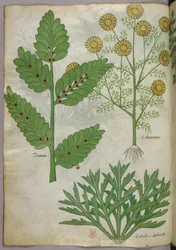 Kasvitieteellinen kuvitus, noin 1440 (tussi ja väri pergamentille).