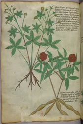 Kasvitieteellinen kuvitus, noin 1440 (tussi ja väri pergamentille).