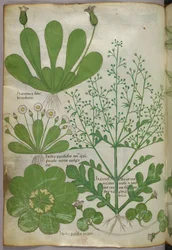 Kasvitieteellinen kuvitus, noin 1440 (tussi ja väri pergamentille).