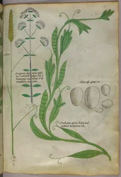 Kasvitieteellinen kuvitus, noin 1440 (tussi ja väri pergamentille).
