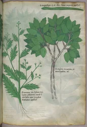 Kasvitieteellinen kuvitus, noin 1440 (tussi ja väri pergamentille).