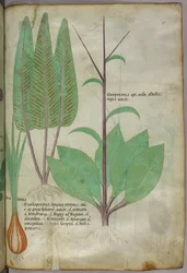Kasvitieteellinen kuvitus, noin 1440 (tussi ja väri pergamentille).