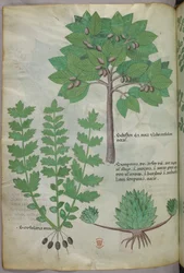 Kasvitieteellinen kuvitus, noin 1440 (tussi ja väri pergamentille).