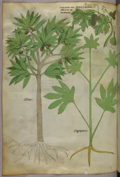 Kasvitieteellinen kuvitus, noin 1440 (tussi ja väri pergamentille).